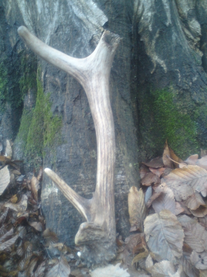 na spolocnej polovacke