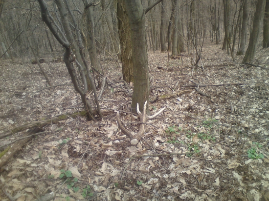 hadam ta tu nenecham