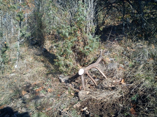 skoda ze nie skor ale potesil