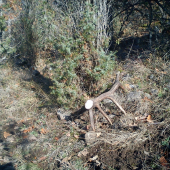 skoda ze nie skor ale potesil