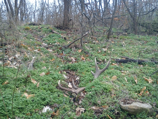 za chvilu zarastu burinou