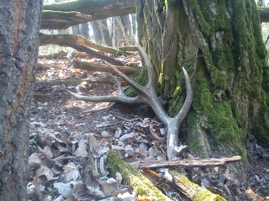 skoda ze nie skor ale potesil