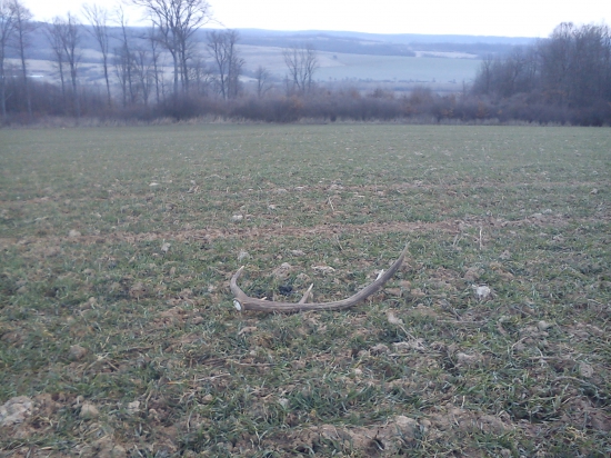 rano cestou do prace