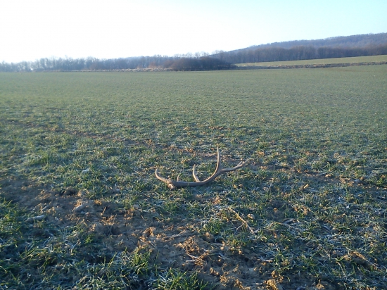 rano cestou do prace