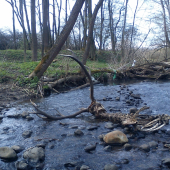 Pstruhova sezona zacina :-)