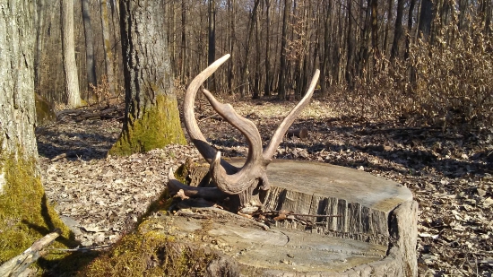 velkonocny vzacny kusok