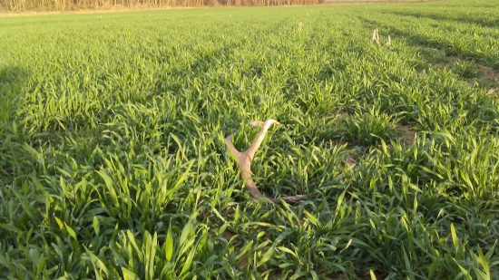 necakany cestou domov