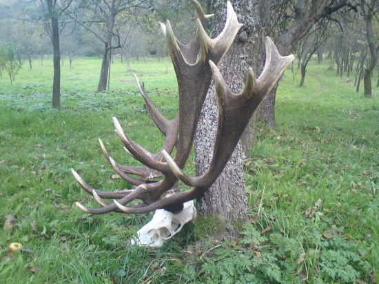 co chlapi budu sneho