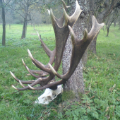 co chlapi budu sneho