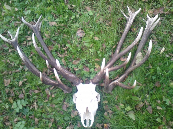 co chlapi budu sneho :)