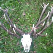 co chlapi budu sneho :)