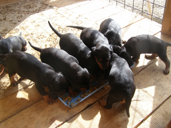 Andinine šteňatá-9