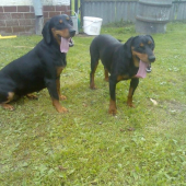 nase kocky-mama s dcerou