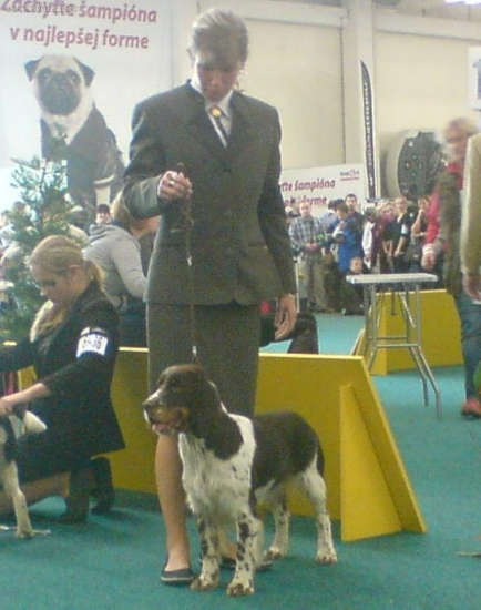 Honey Rasplav na WDS-BA,výborný