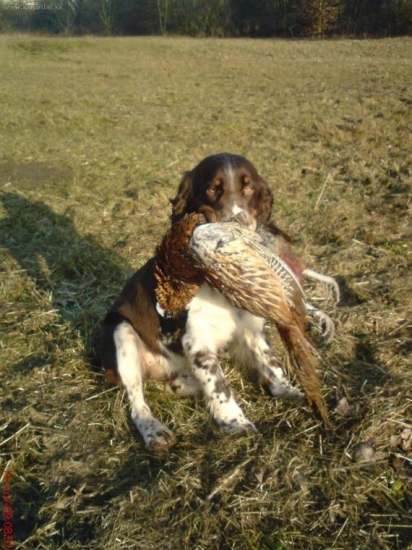 Honey Rasplav-aport bažanta