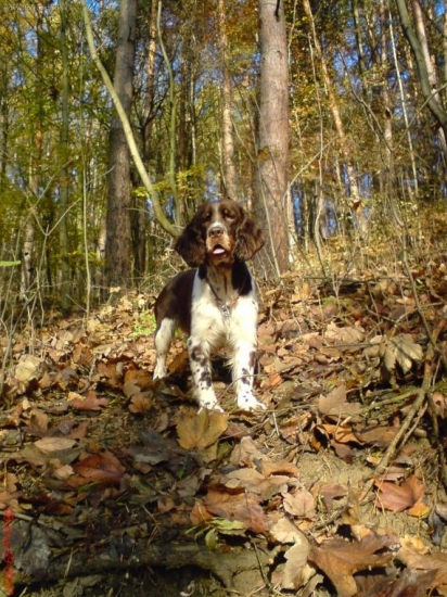 Honey Rasplav-prechadzka