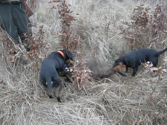 Nerka Hraples ho dohnala až pred svojho panicka