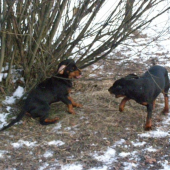 nechoď ku mne lebo......