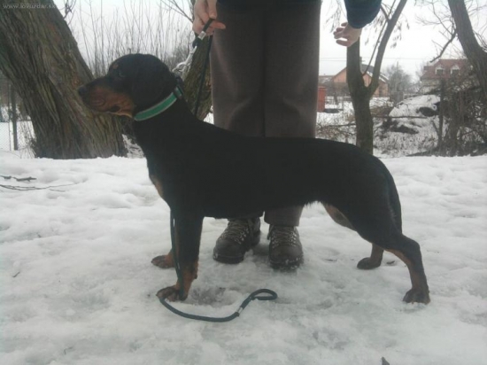 naša 8 mesačná  Bessy