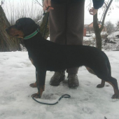 naša 8 mesačná  Bessy