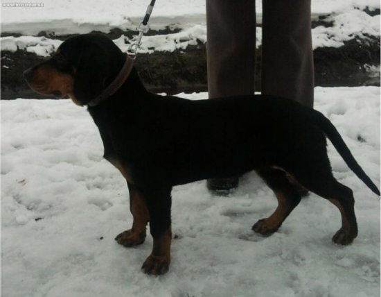 naša 5 mesačná Andy Morské oko