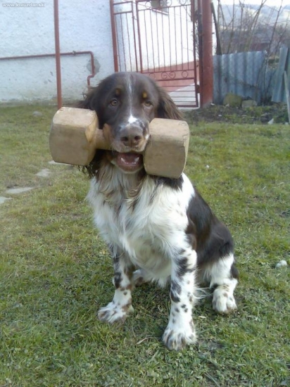 Honey pri priprave na aportovanie