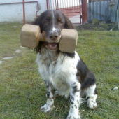 Honey pri priprave na aportovanie