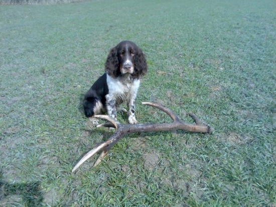 Honey pri prvom zhode