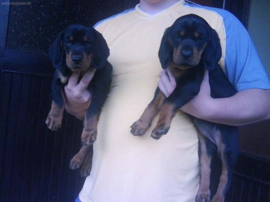 Nera Hraples- Vrh 2009