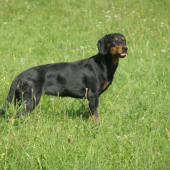 Andy Morské oko