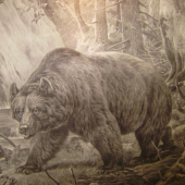 medved