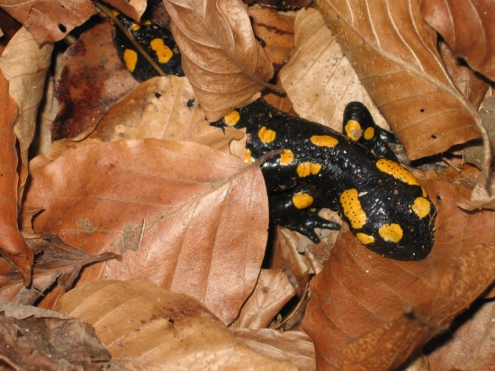 Salamandra