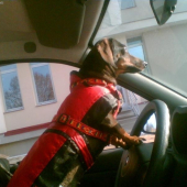 motorizovaný norník