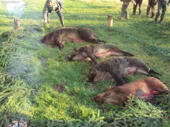 Spoločná polovačka - diviaky