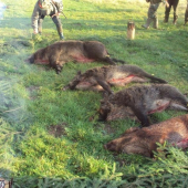 Spoločná polovačka - diviaky