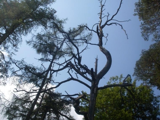 nezvyčajný strom