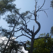 nezvyčajný strom