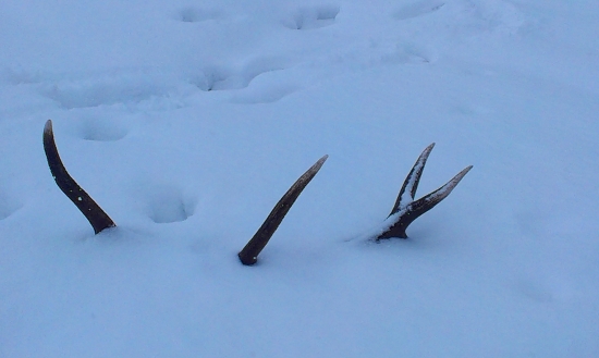 niečo z dnešných hodov