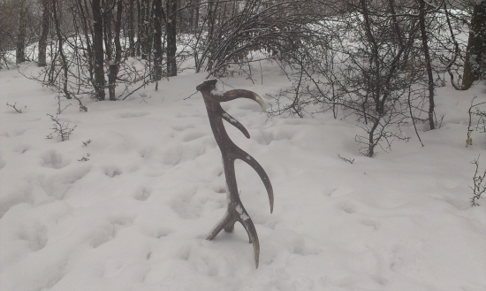 tento sa nedal prehliadnuť