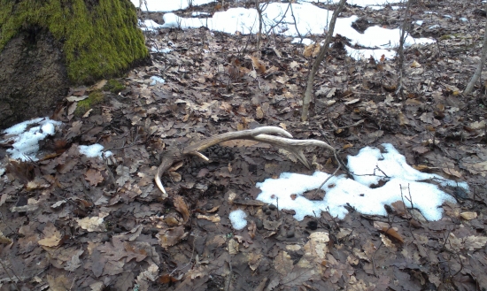 ani tento sa mi neskryl. (č.15)