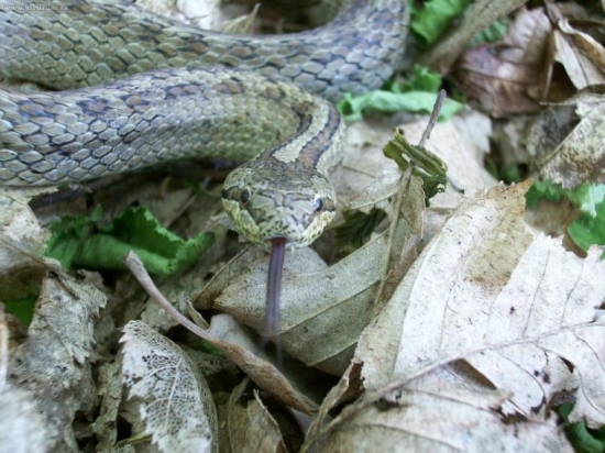 Užovka hladká - Coronella austriaca