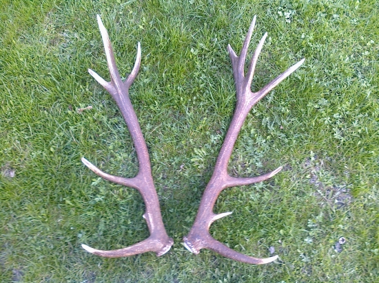 nepravidelny strnasttorak