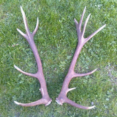 nepravidelny strnasttorak