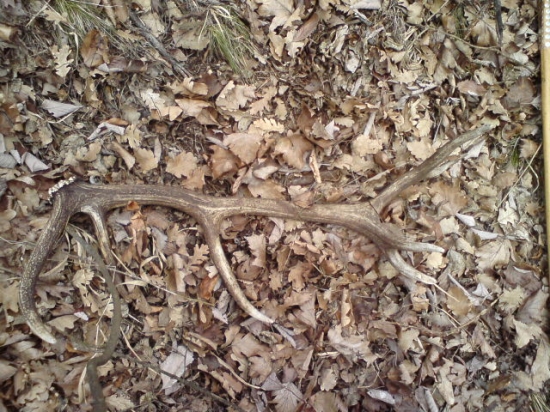 minuloročný štrnástorak