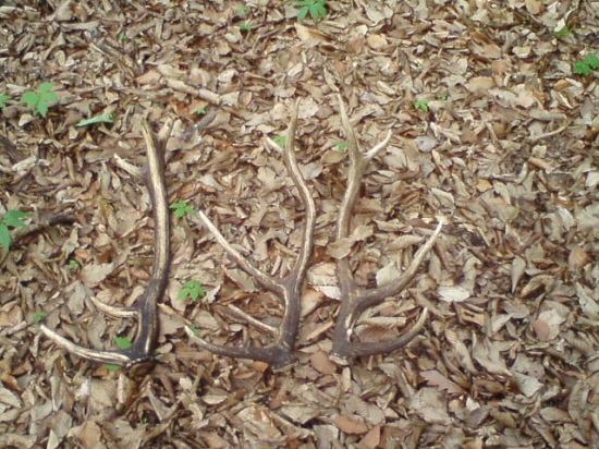 dneskajsia,prechadzka