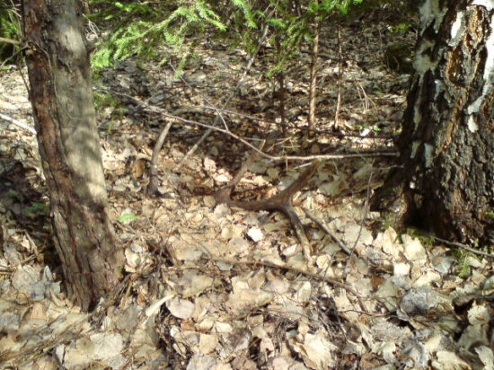 dnes,minulorocny osmorak