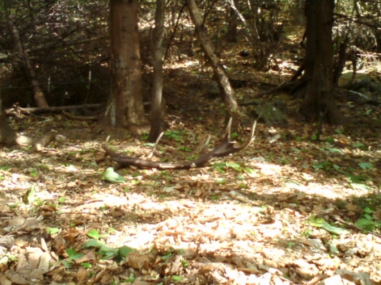 dneskajsia, strnastka