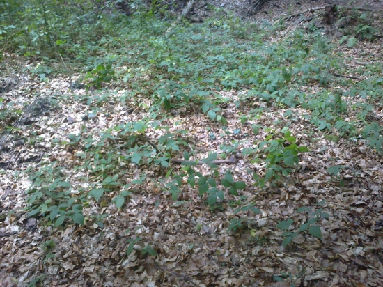 nedelnajsia prechadzka