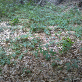 nedelnajsia prechadzka