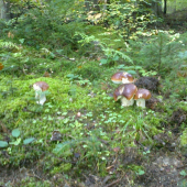 dnesna rodinka